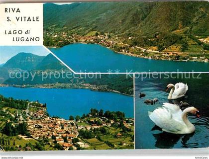 Riva San Vitale Lago di Lugano Luganersee Schwaene