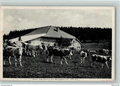 1338 Ballaigues - Kühe auf der Alm - Chalet des Cernys sur Ballaigues - ... - 11090862