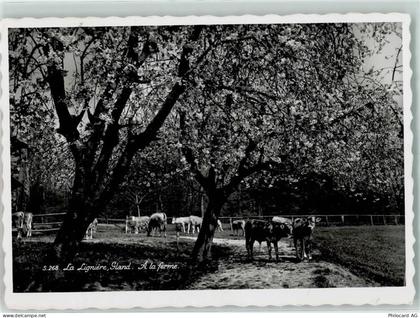 1196 Gland - Kuhweide - 10305198