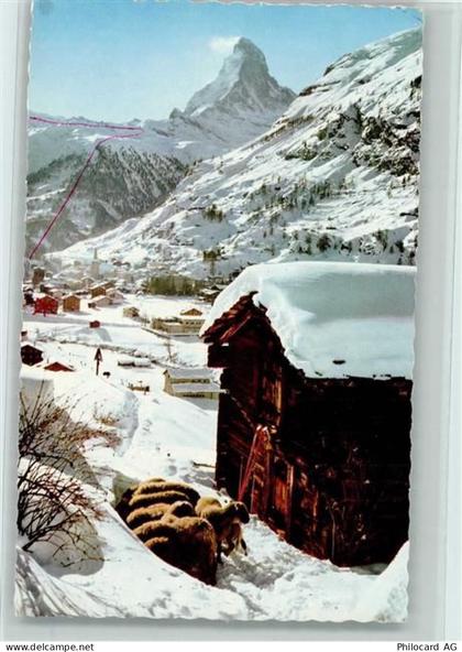 3920 Zermatt - Zermatt mit Matterhorn Schafe Winteraufnahme - 10156578