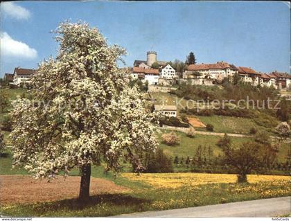 Regensberg Dielsdorf Teilansicht Baumbluete